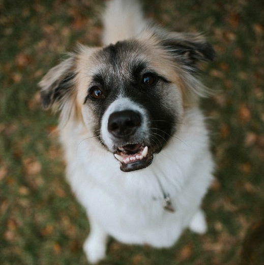 my child, also a dog, Finn