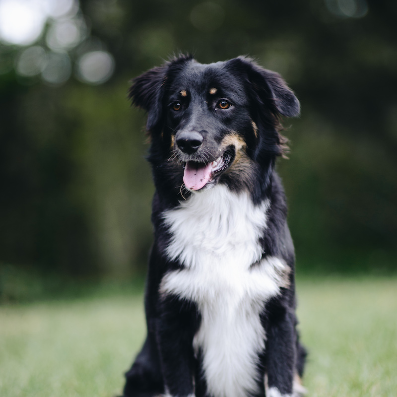My dog, Jolene